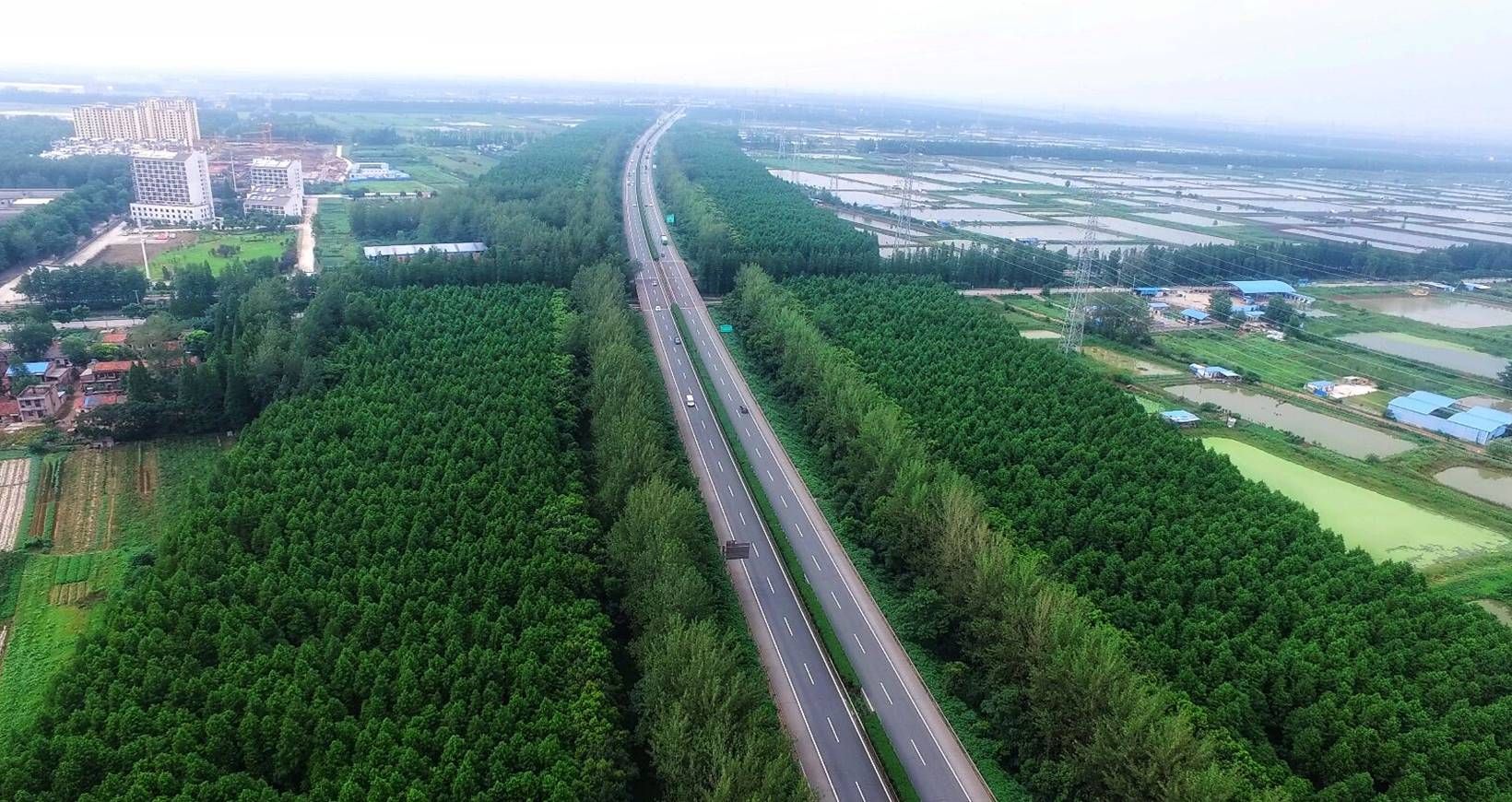 全长188公里武汉这条人工林带正在向近自然状态演化