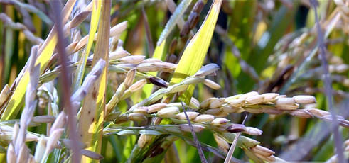 公安县再生稻取得突破亩产超3400斤