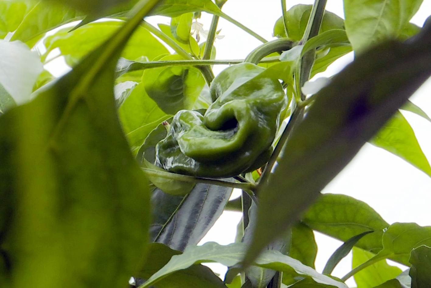 螺丝椒基地不仅增加了村集体收入,还成为了带动当地