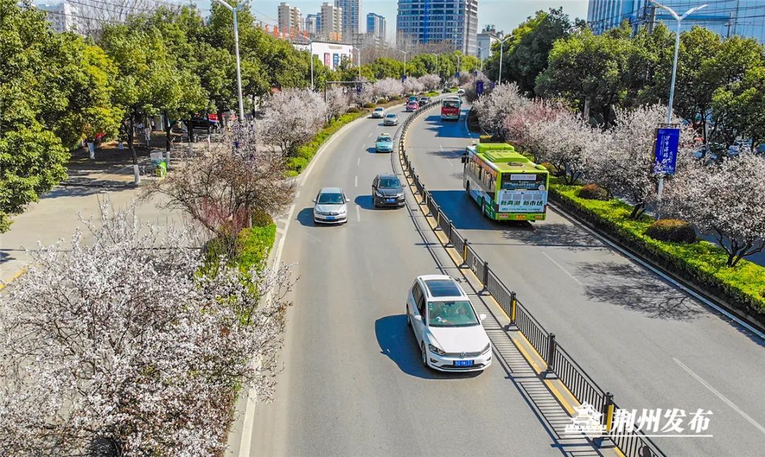 江津路花带盛放