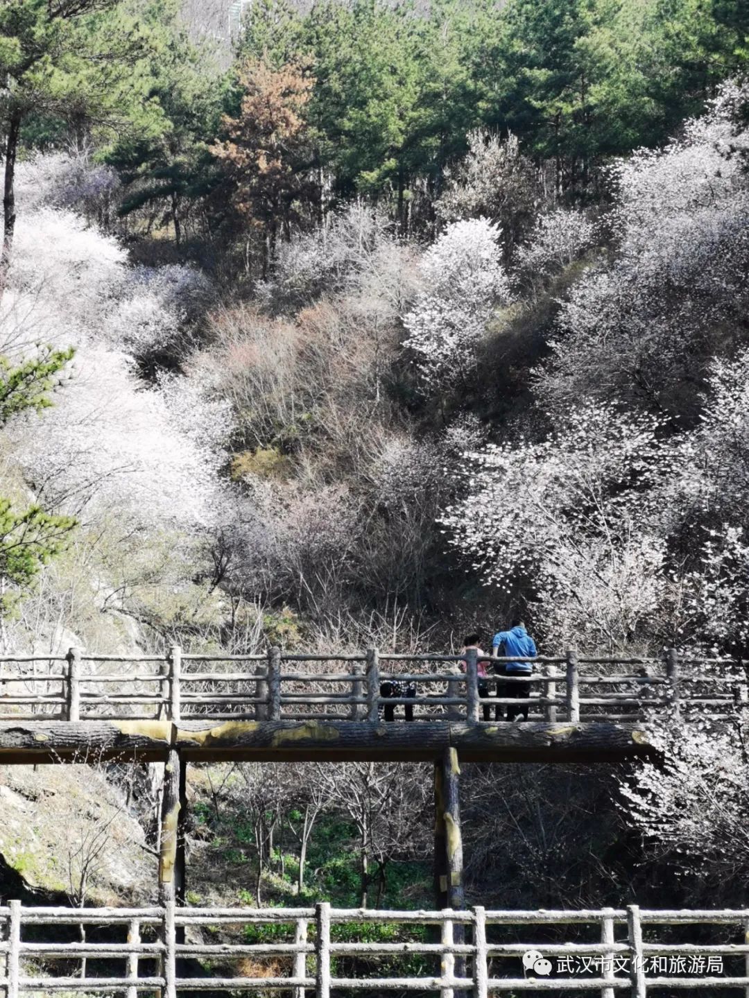 赏樱攻略来了武大樱花将于26日前后开放