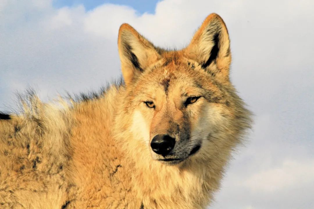 她一开嗓,远处的老狼果然有了反应,仰起头嚎了起来.