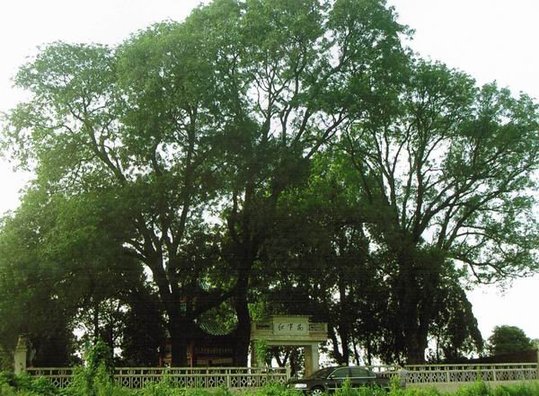 红军树烈士陵园,位于桃花山北端,艾九公路13华里处,与鹿角头山相对峙