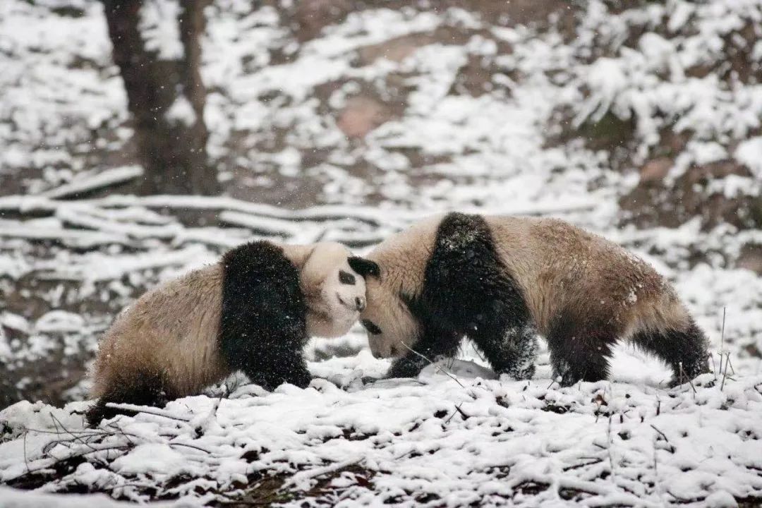 野外大熊猫1800多只了