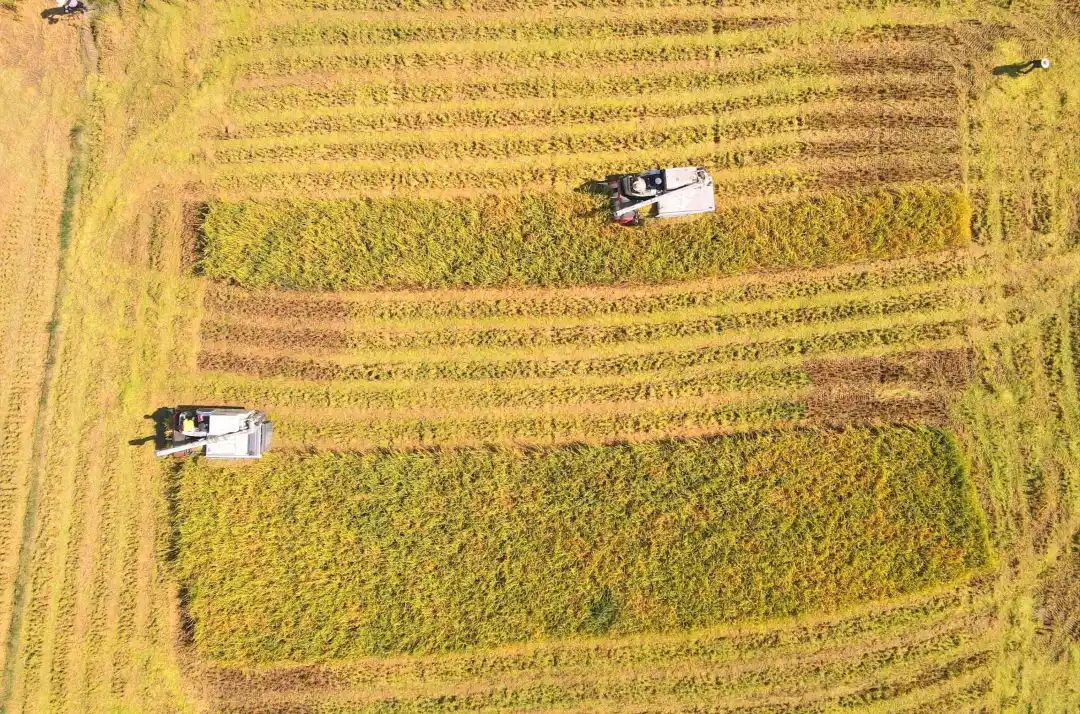 稻田翻金浪 荆州区秋收农事忙_长江云 - 湖北网络广播电视台官方网站