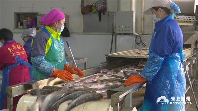 洪湖市新宏业食品有限公司 副总经理 李育庆:我们现在每天淡水鱼的