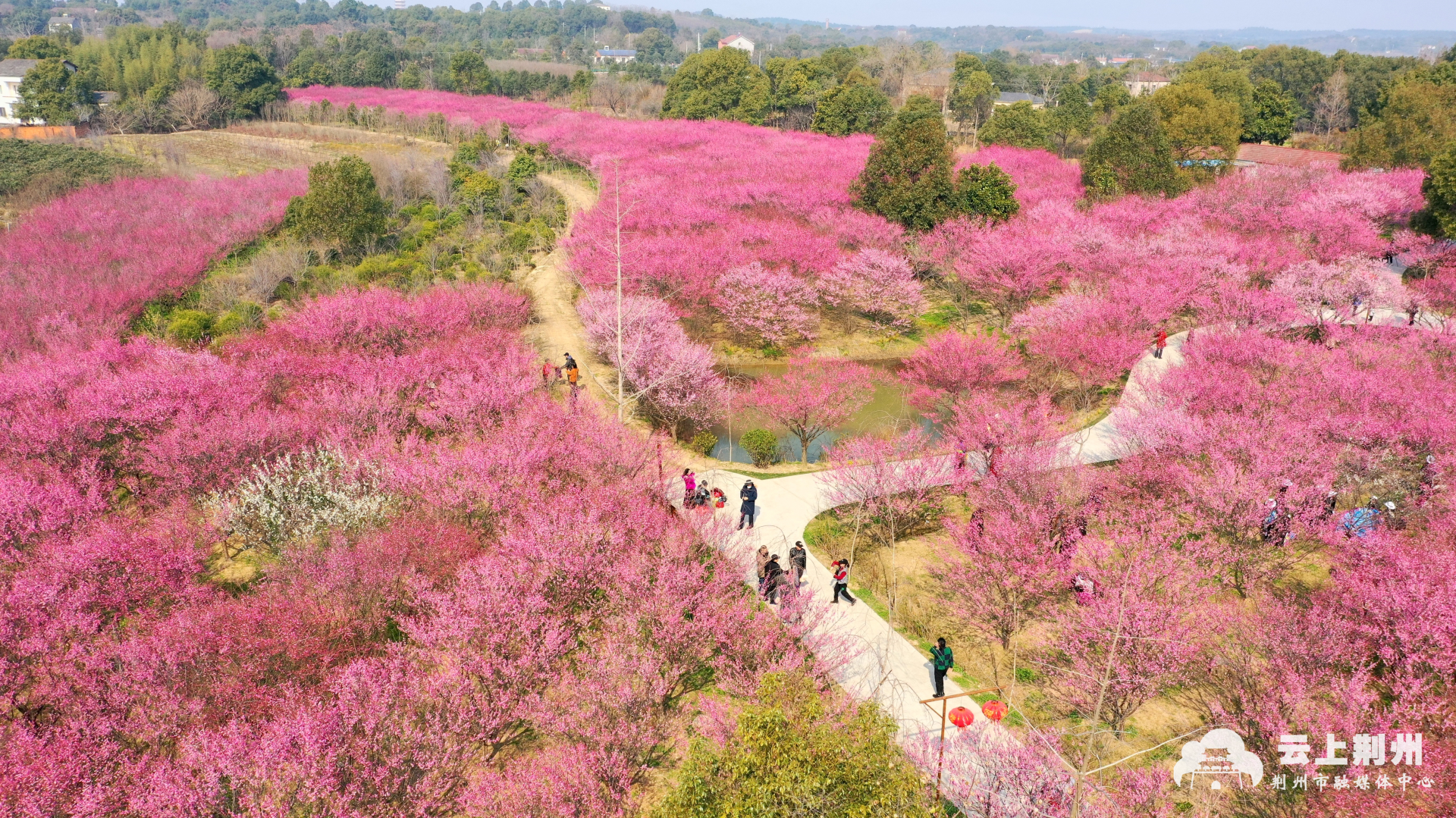 荆州八岭山恒荣梅园图片