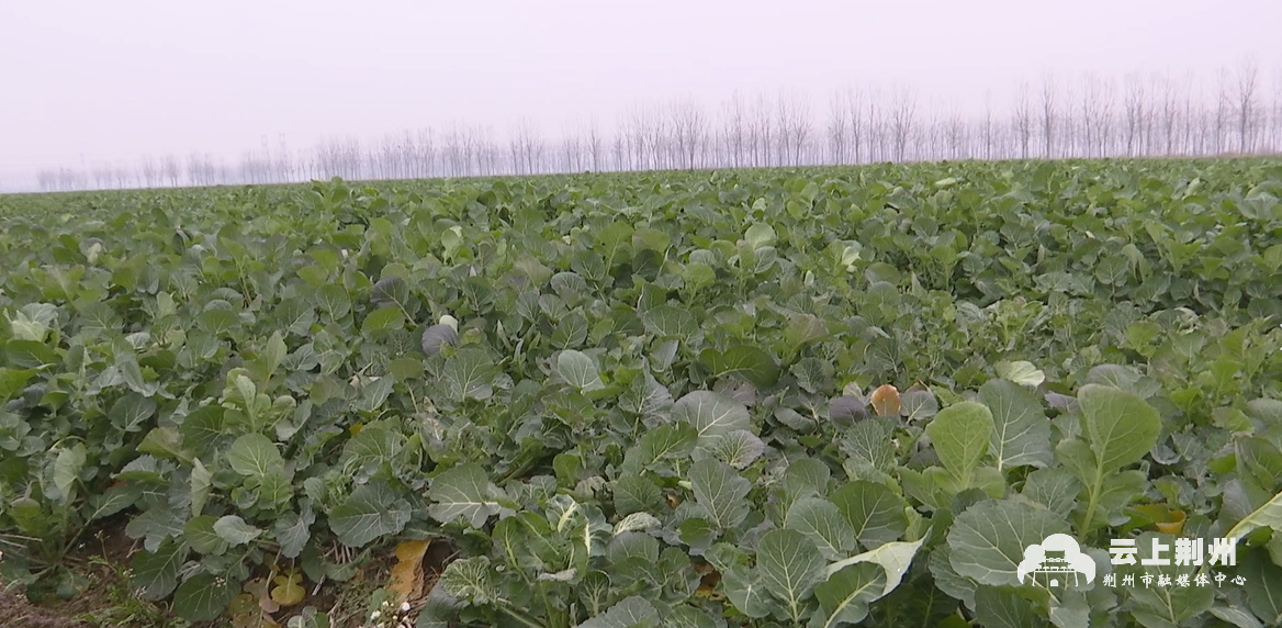 在江陵县江北农场,以前成片的冬闲田已经成为农民增收的"宝地".