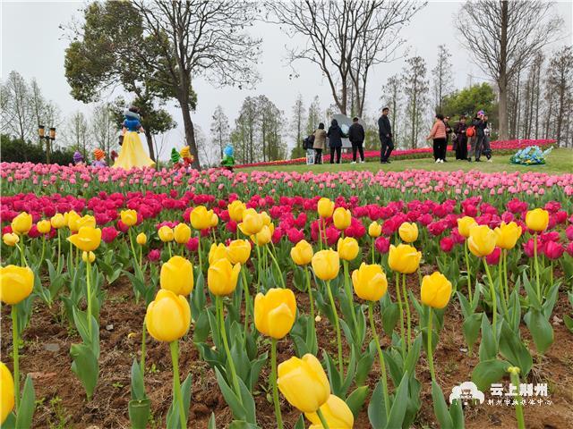郁金香花海进入最佳观赏期荆州园博园等您来打卡