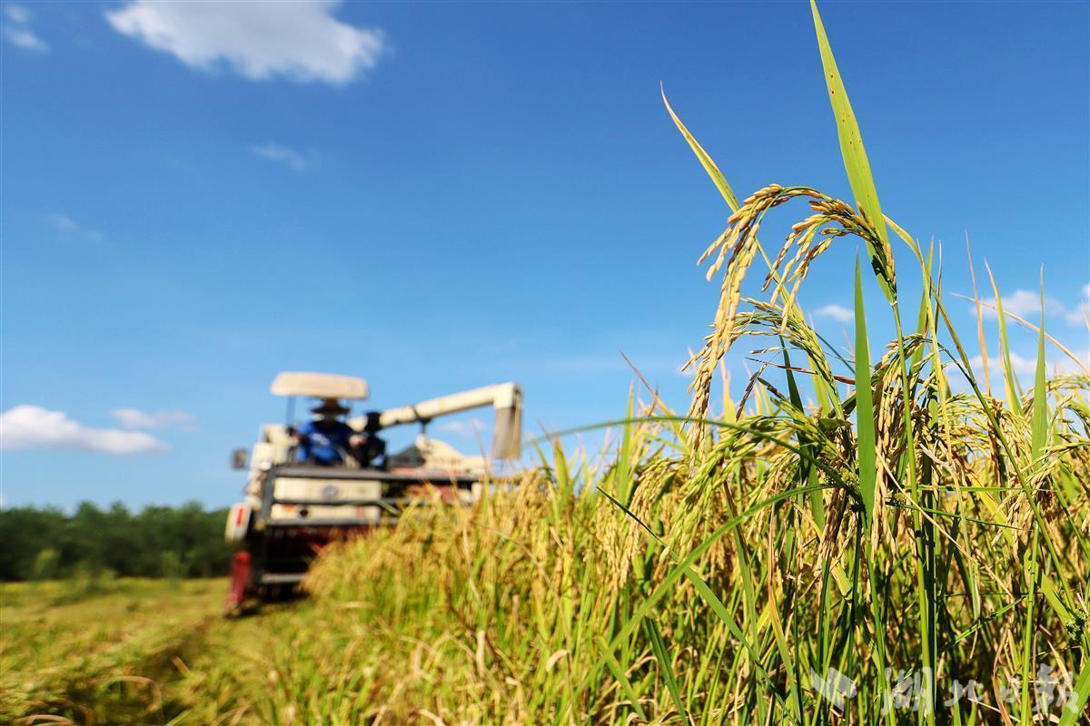 湖北省早稻面积,总产,单产实现"三增"_云上荆州