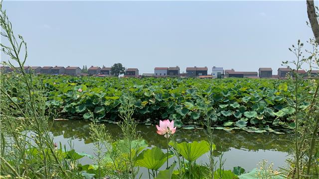 走乡村 看发展丨沙市区坮林村:以"莲"为本 闯出一条乡村振兴致富路