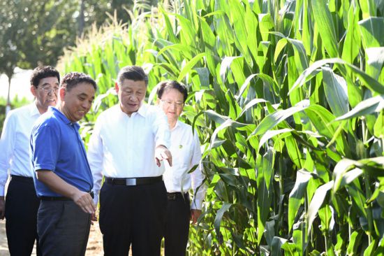 2020年7月22日至24日，中共中央总书记、国家主席、中央军委主席习近平在吉林省考察。这是7月22日下午，在四平市梨树县国家百万亩绿色食品原料（玉米）标准化生产基地核心示范区地块，习近平走进玉米地，了解农业科技研发利用、黑土地保护情况。新华社记者 燕雁摄