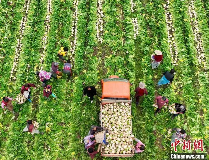 资料图:村民在采收白萝卜。刘永红 摄 图片