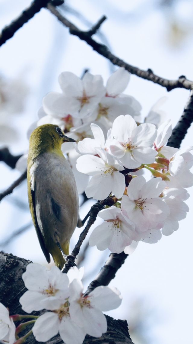 春天的花鸟