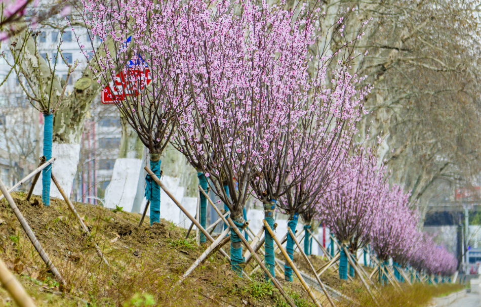 沙河梅花公园图片图片