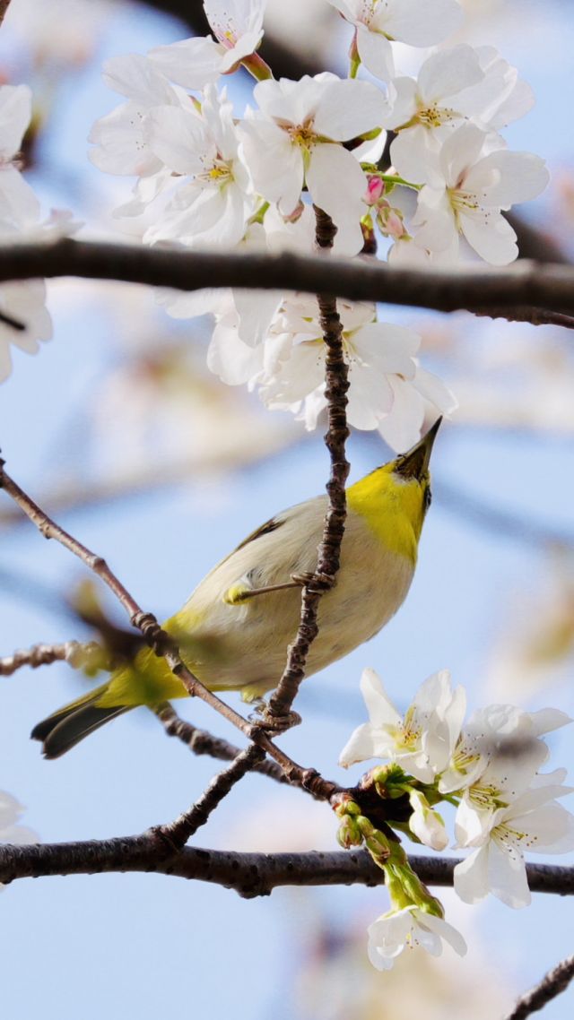 春天的花鸟