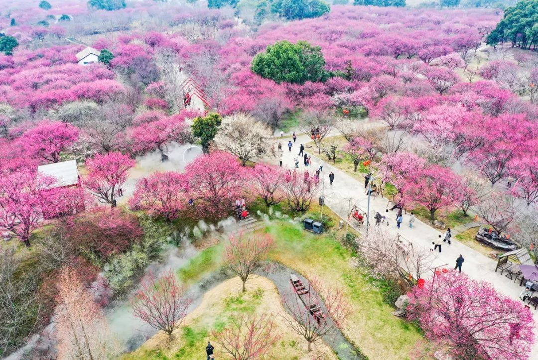 鸟瞰恒荣梅园:荆州春天满血的流量IP(记者 叶力铭 摄)DJI_0509.JPG