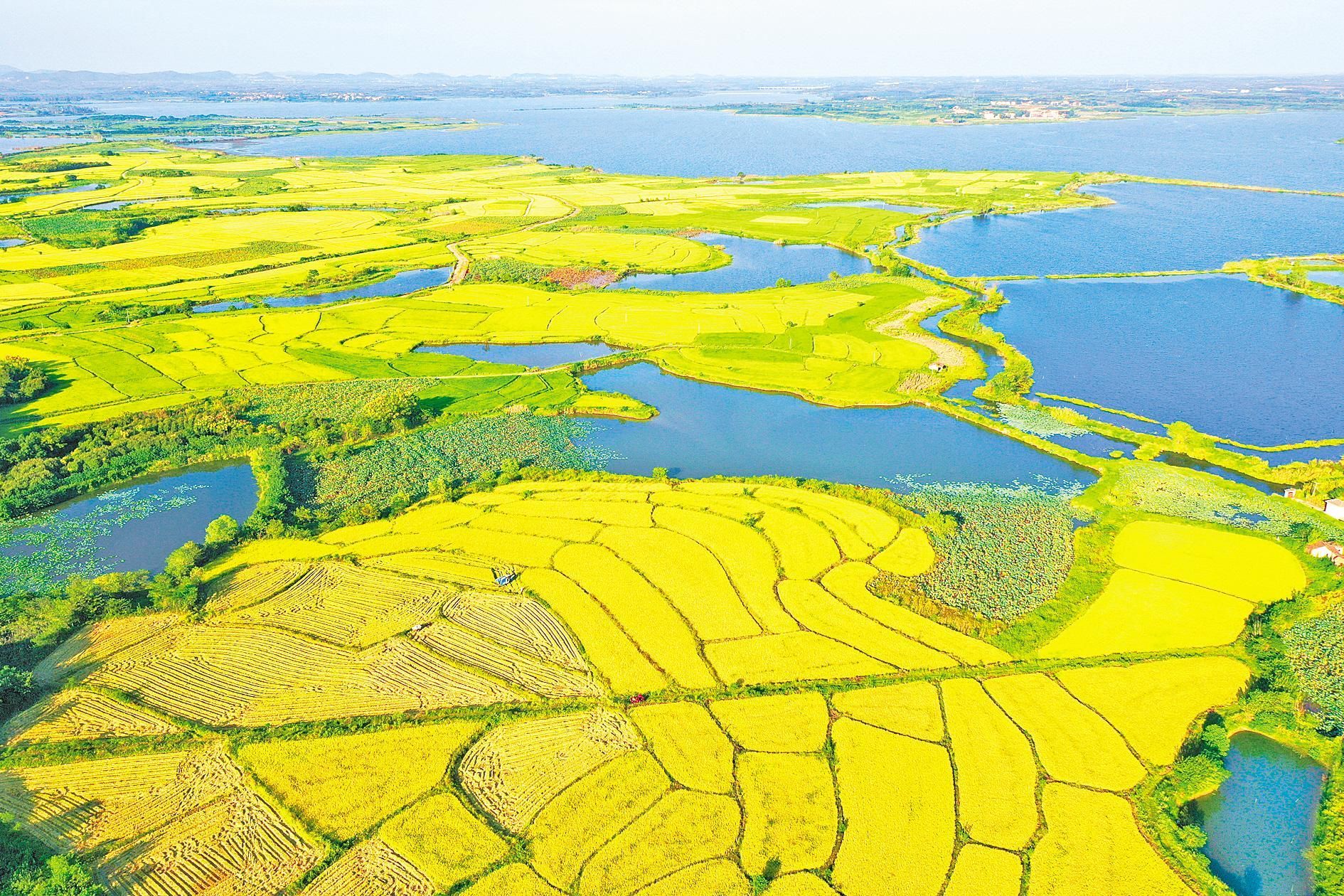 9月15日,武汉市江夏区鲁湖南岸数十万亩水稻由绿变黄,呈现丰收态势