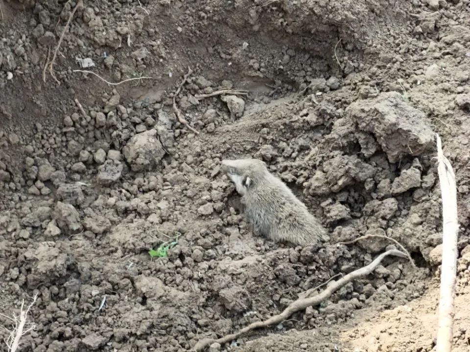 罕见!危险!虎西干堤上蚁和獾成"邻居".