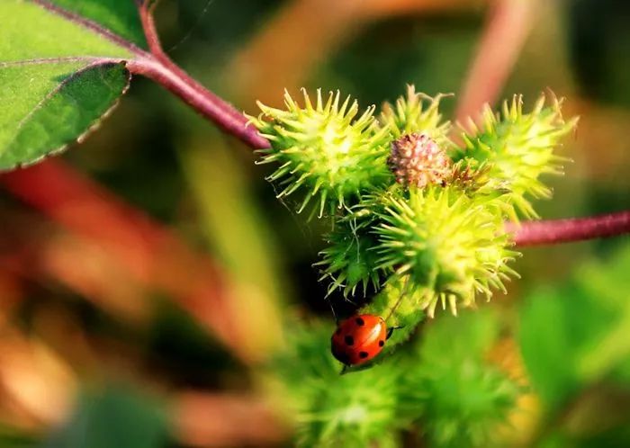 这些中药泡酒须谨慎除马钱子,川乌,草乌,水蛭,苍耳子外,以下中药材泡