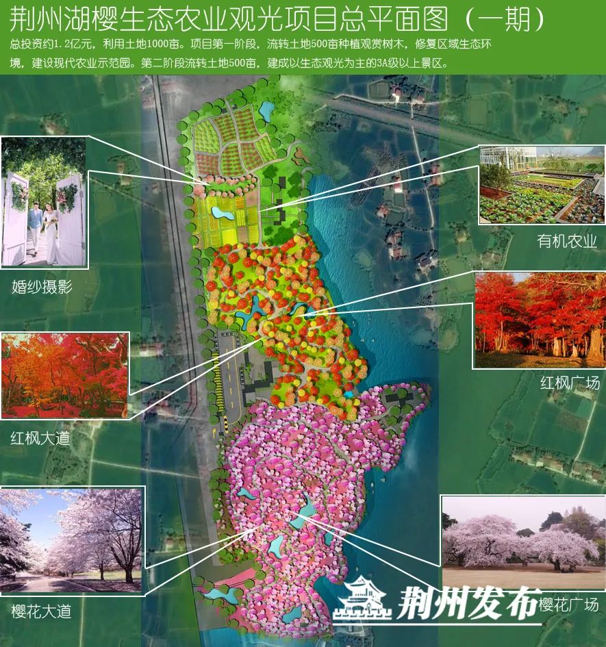 1000亩荆州将添一个大型樱花主题公园