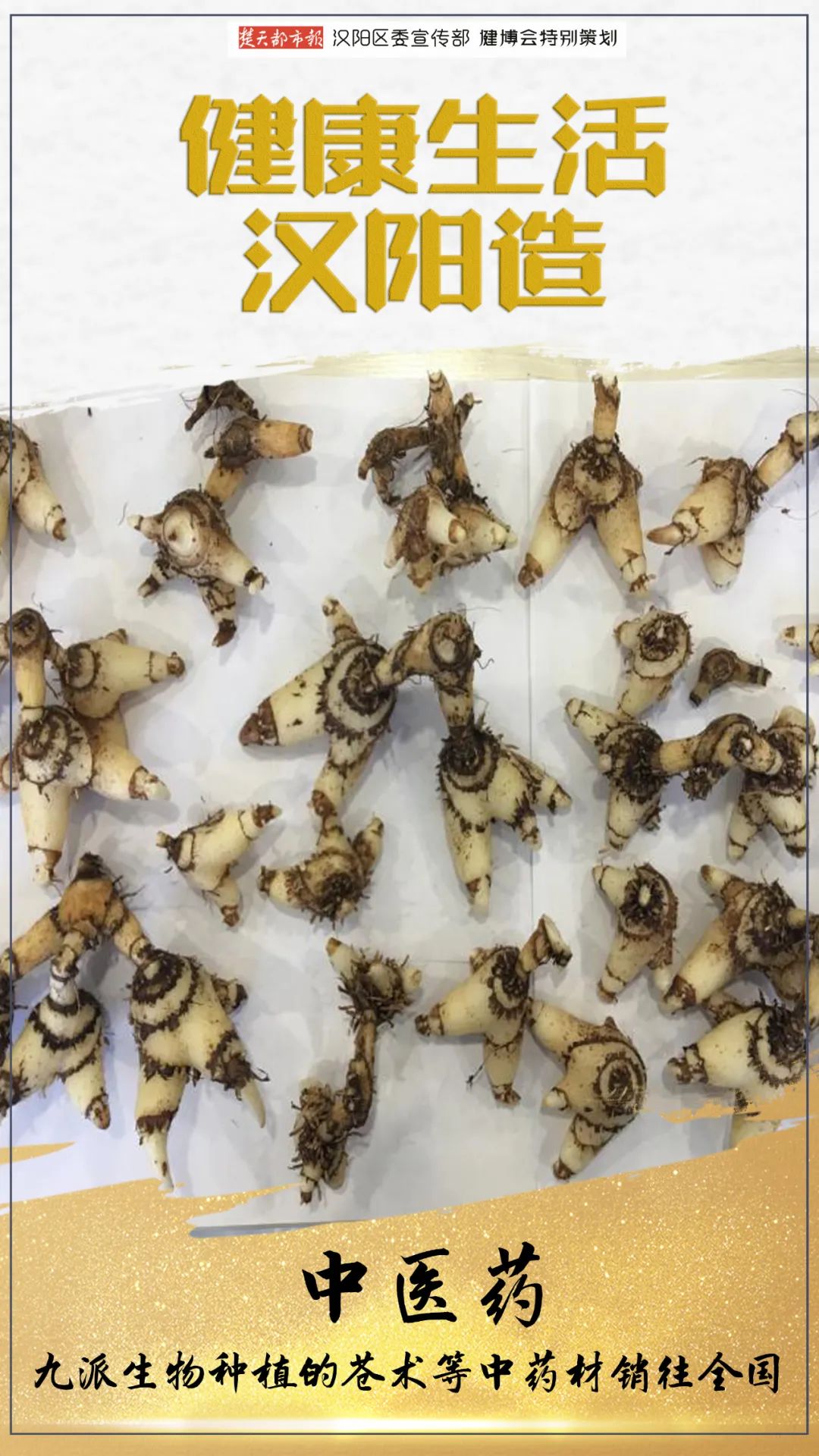 于中药材苍术,白及的种苗繁育,示范种植和加工,落户于龙阳湖健康谷