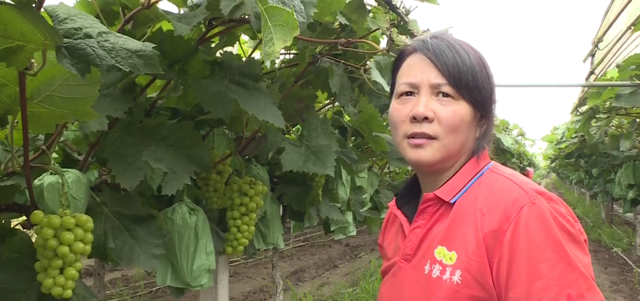 王翠霞20年奋斗荒滩变乐土