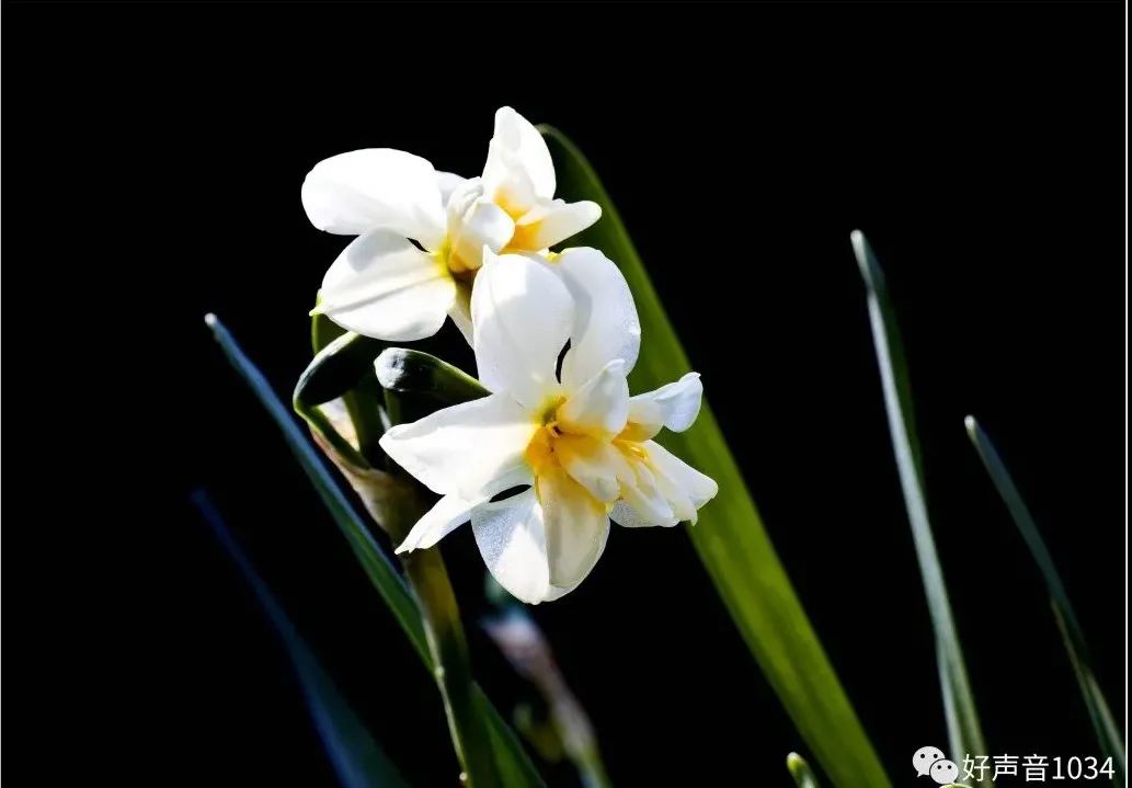 水仙花主要有兩個品種:一是單瓣,花冠色青白,花萼黃色,中間有金色的冠