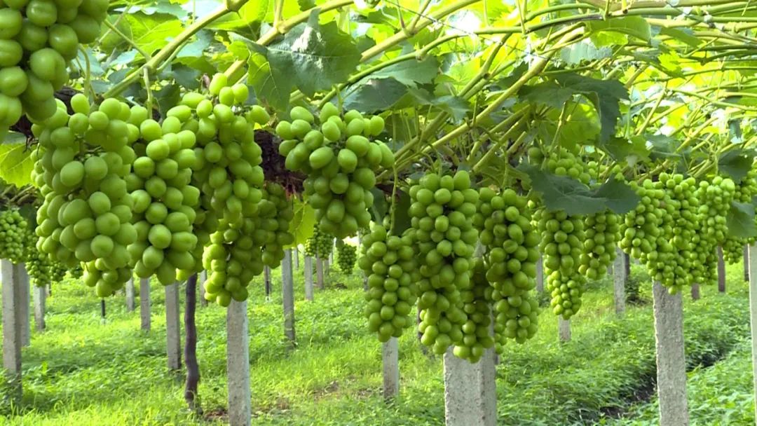 在埠河镇毕慧专业合作社,严广超一行实地察看葡萄长势情况,合作社负责