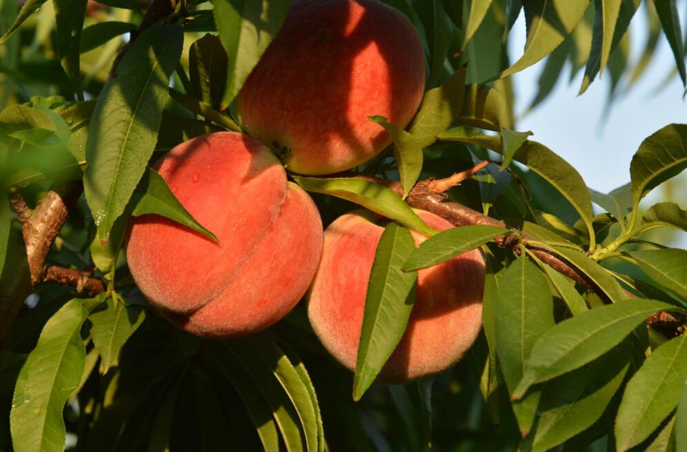 锦绣枝江美蟠桃好滋味 张家湾第五届蟠桃节开幕