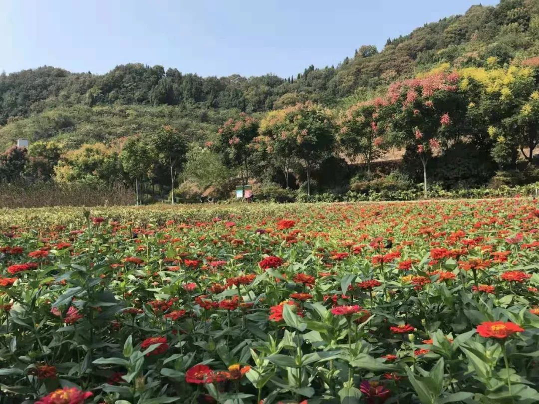 点军区点军区喜迎国庆 扎景巡礼▲运河景观长廊▲绿萝植物园▲港窑
