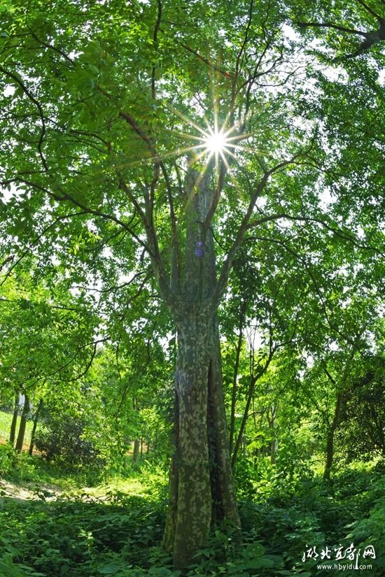 创森在行动 | 宜都市挂牌保护一大批古树名木