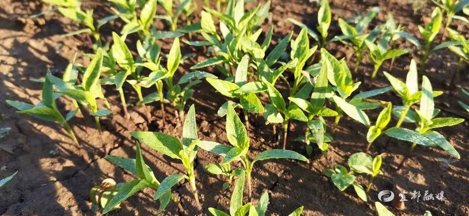 决战决胜脱贫攻坚红辣椒新希望