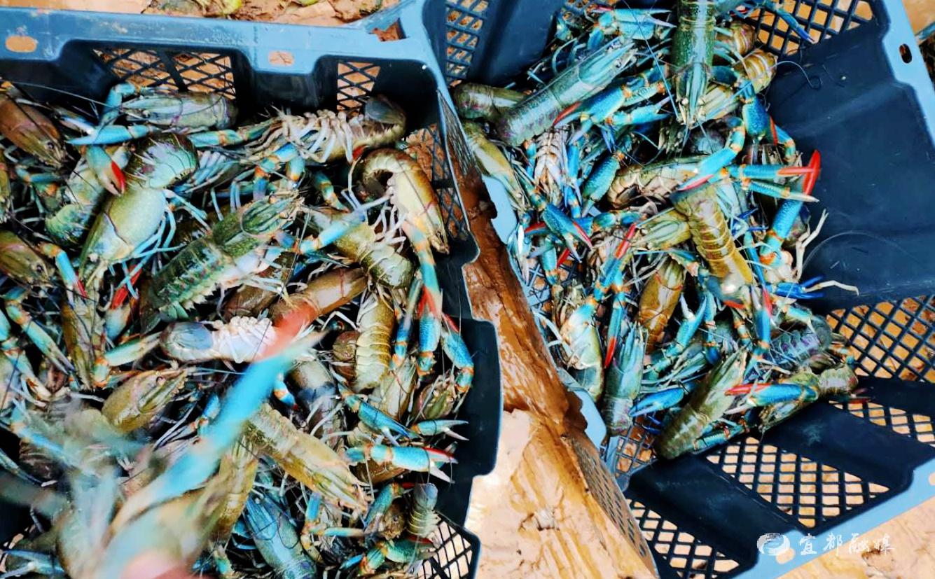 油榨坪村:龙虾养殖 激活乡村振兴"一池春水" _云上宜都