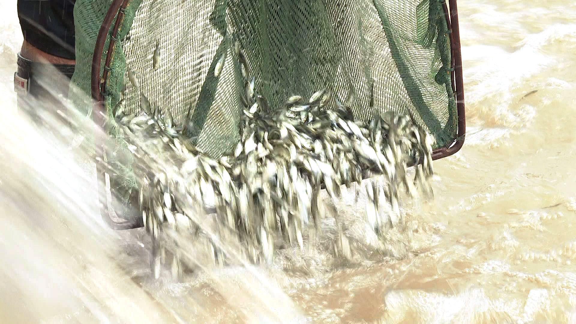 共计投放鱼苗280万尾,包含胭脂鱼5.