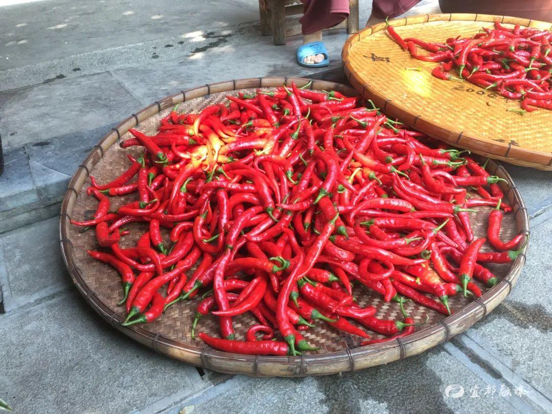 柑子园村的村民正在收割水稻,想着身后满载的三轮车,向着镜头露出了