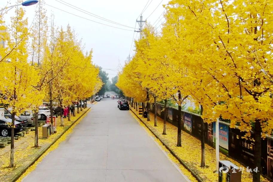 此时叶色迎来颜值巅峰,银杏作为行道树立于道路两侧,把整个街区点亮