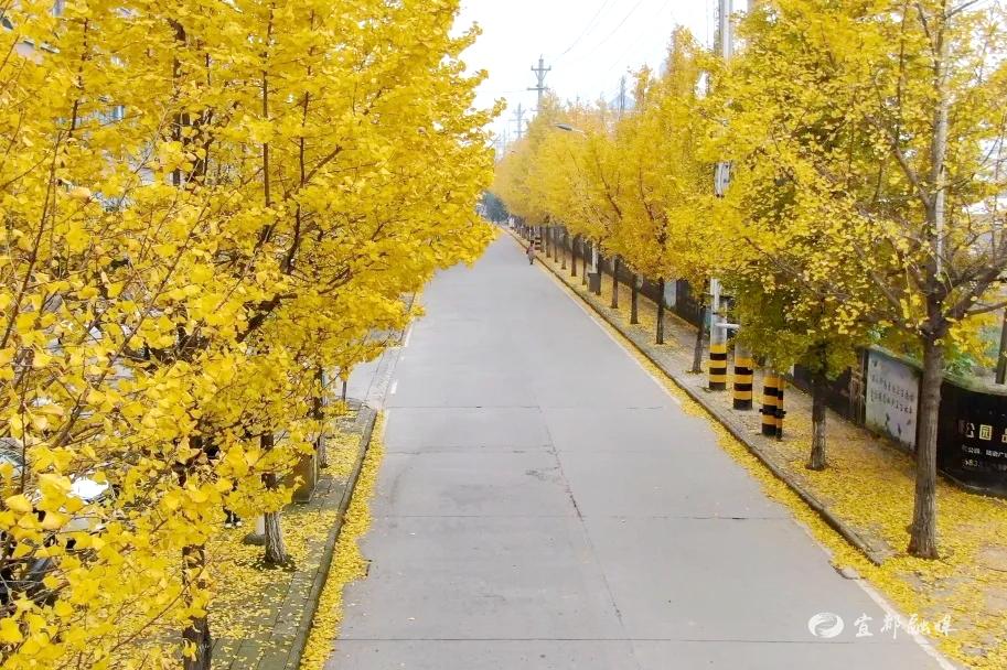 此时叶色迎来颜值巅峰,银杏作为行道树立于道路两侧,把整个街区点亮