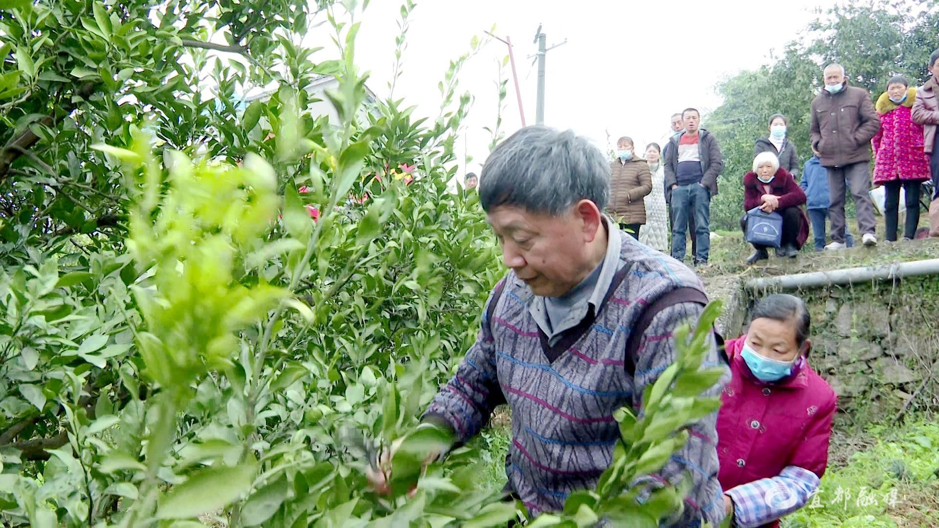 杨承清退休不褪色最爱桔子红