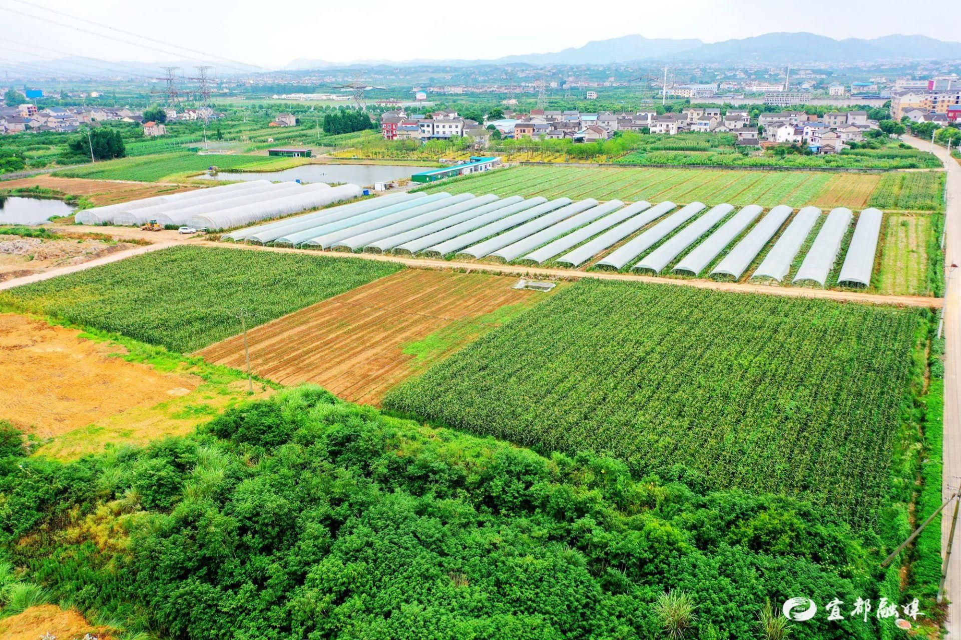 周家河村百亩荒地披绿变良田