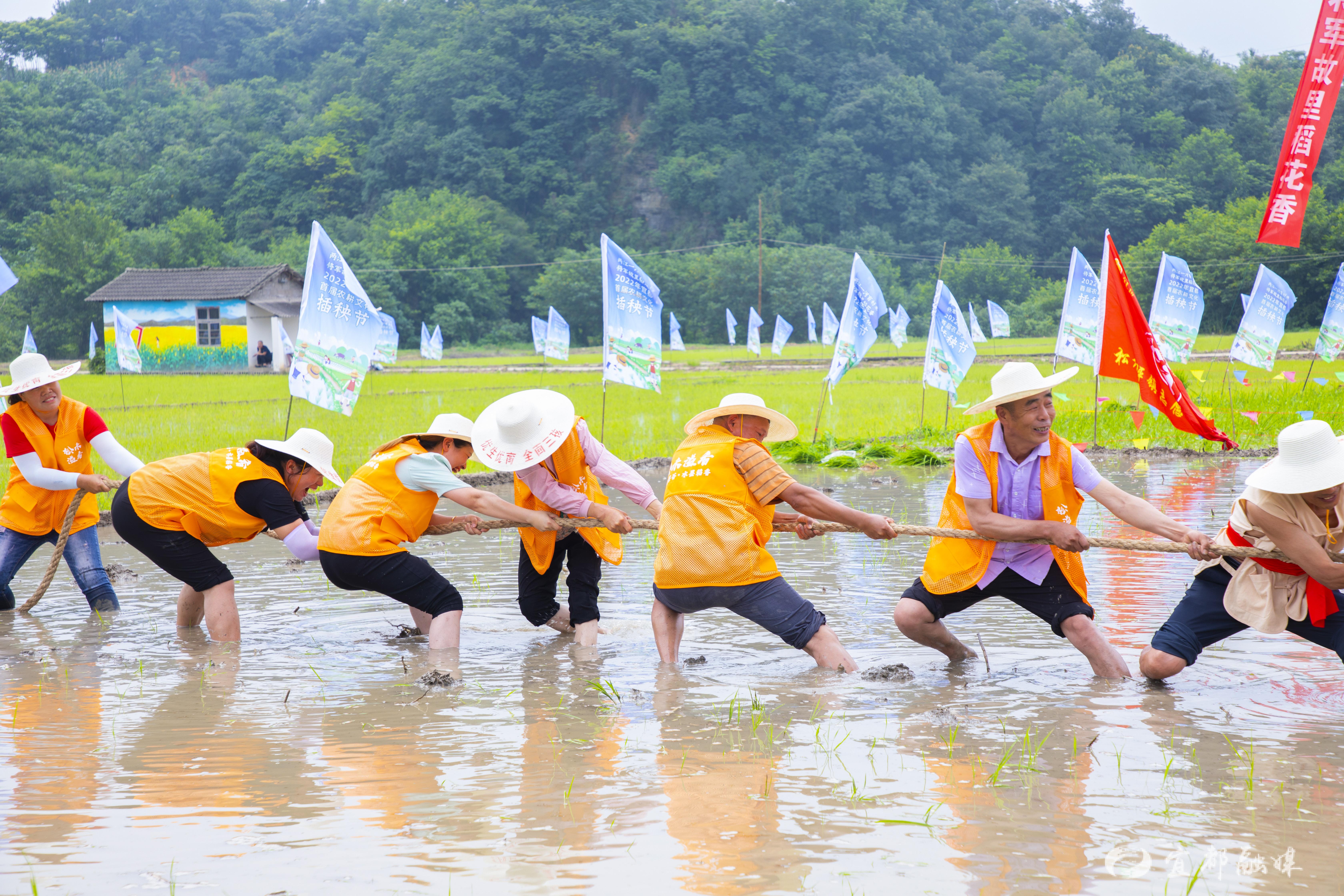 拔河比赛||插秧比赛|抛秧把比赛进行中谁是"农事最强王者 "|抛寻蜒