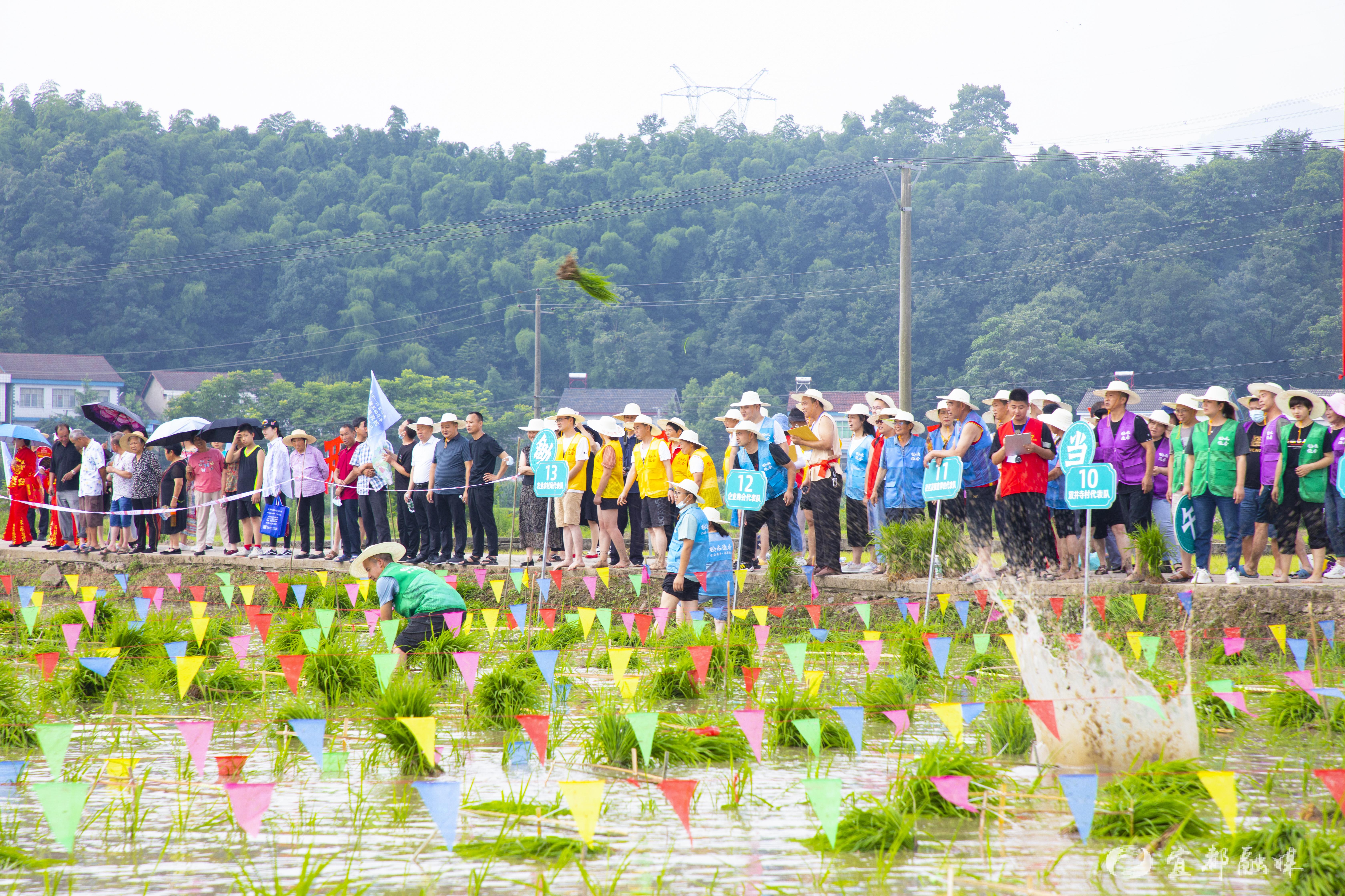 宜都首届农耕文化插秧节闹热田园