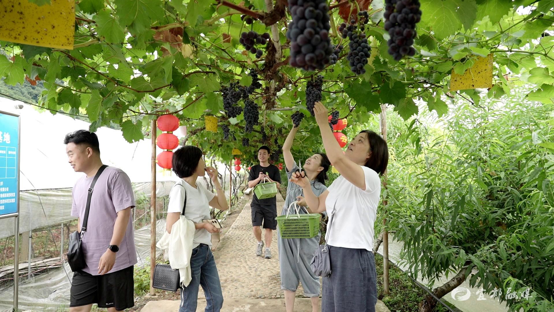 宜都第七届生态葡萄采摘节开幕