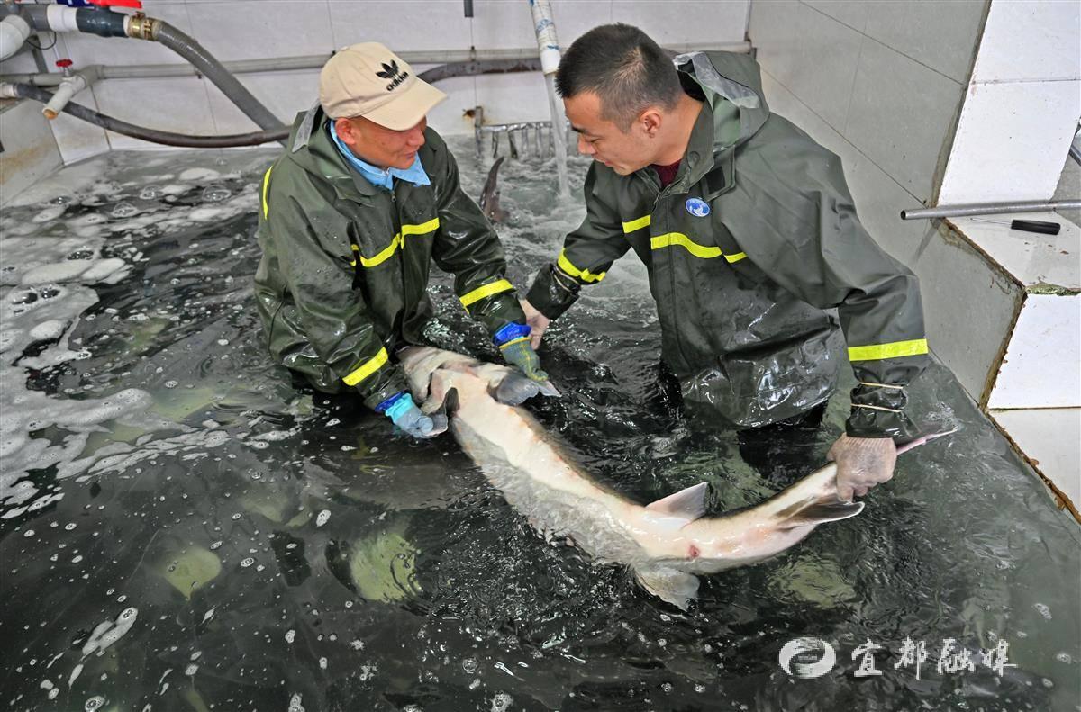 個工作日,位於宜都市的湖北清江鱘魚谷特種漁業有限公司無菌低溫車間