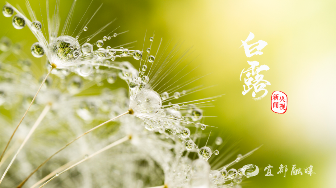 白露封圖.png