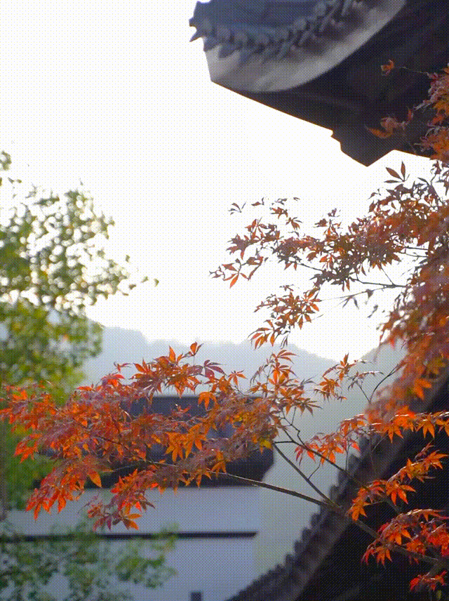 11月15日 (1)(1) 00_00_00-00_00_30~1.gif