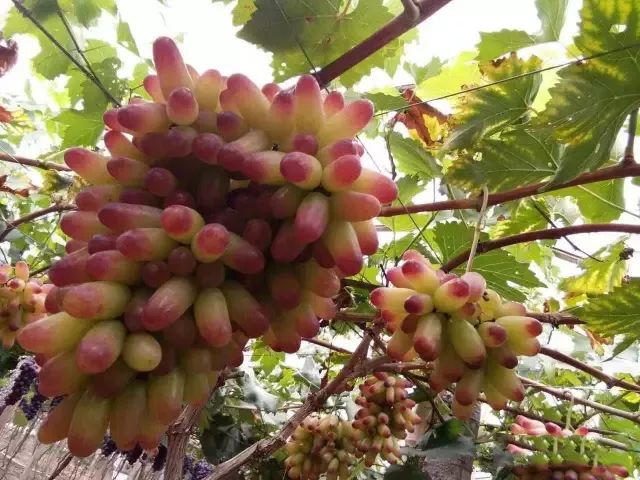 葡萄熟了葡萄熟了金藤葡萄熟了