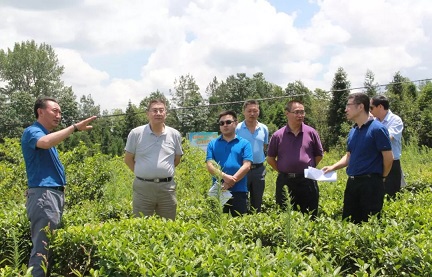 利川市副市长彭必武等领导的陪同下来到利川金利茶业公司柏杨茶厂调研