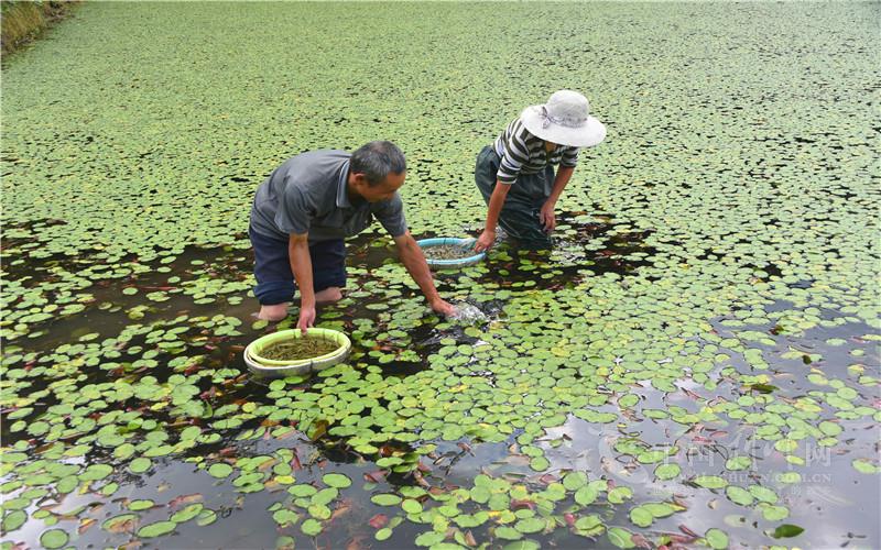 凉雾探索莼渔共生走出莼菜产业新希望