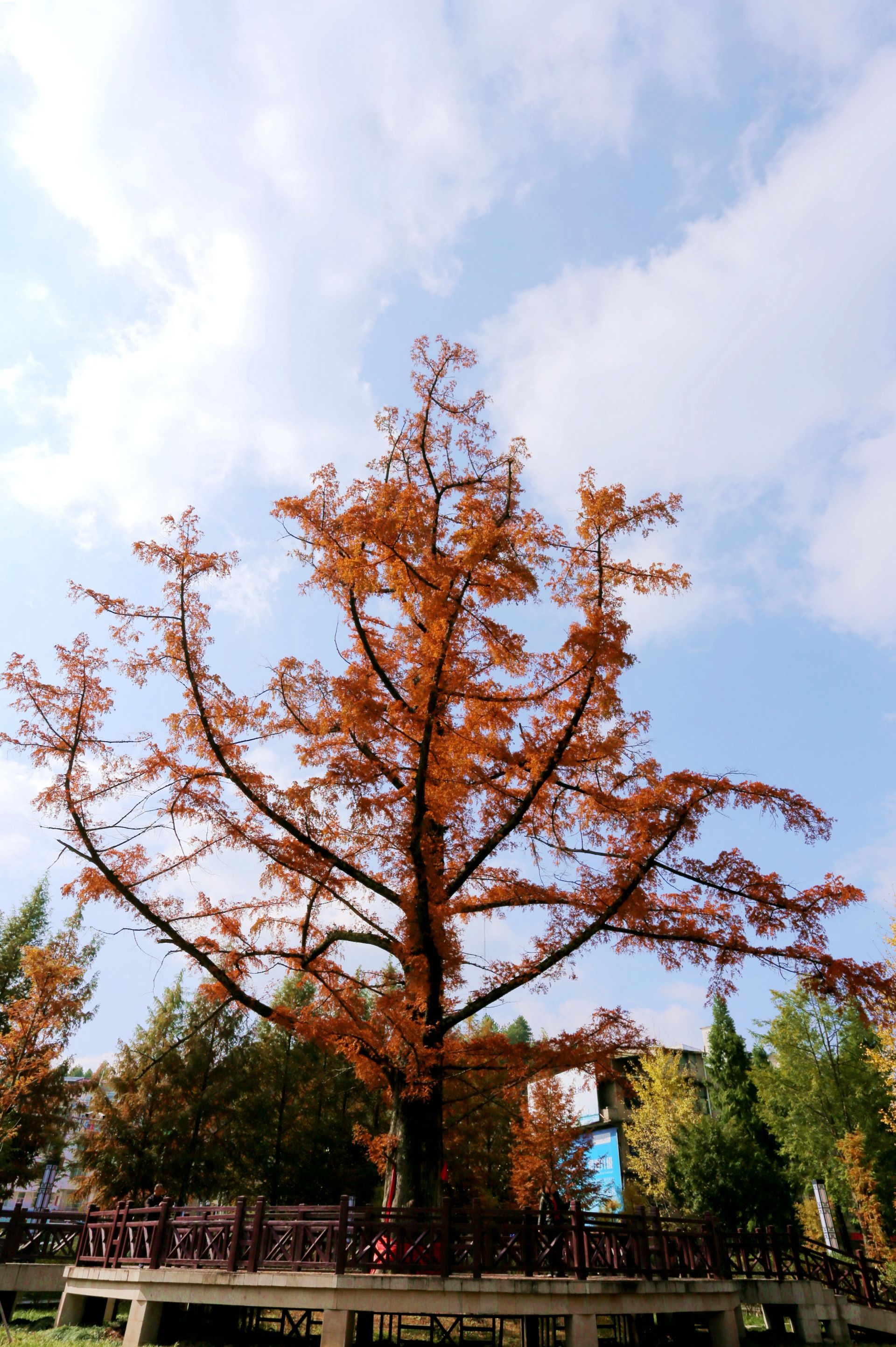 水杉王 _云上利川